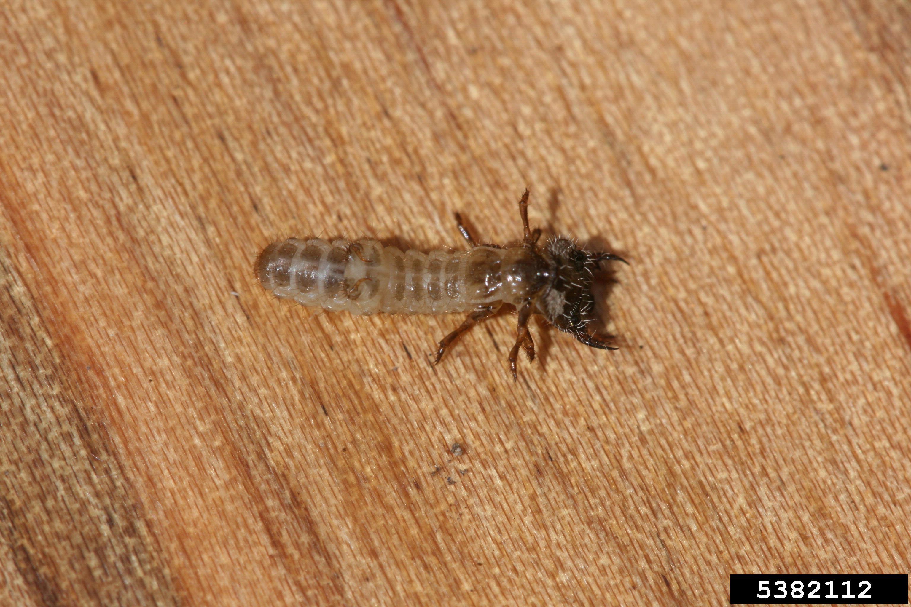 Tiger beetle larva.